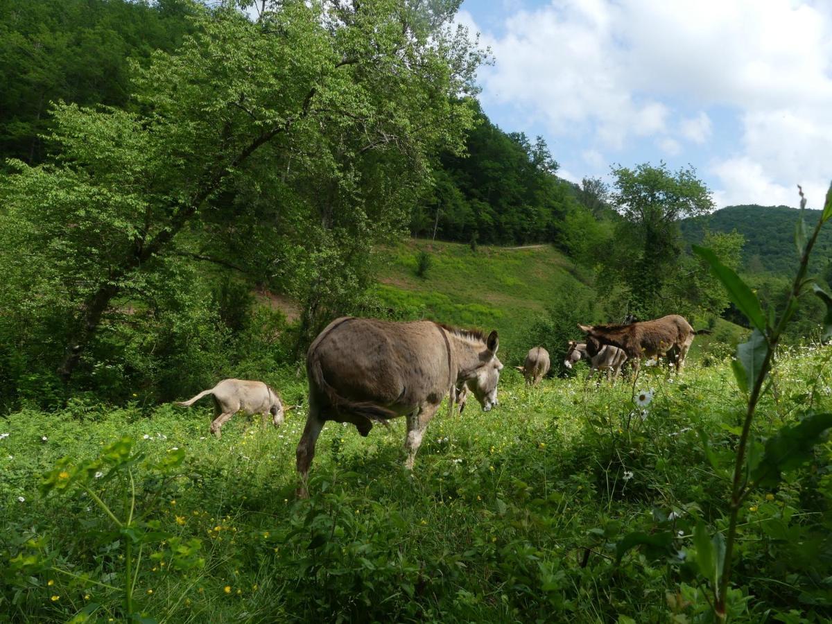 Source Nature Mas-d'Azil Exteriör bild